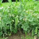 Sugar Snap Pea (Pisum Sativum) 20 Seeds