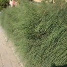 Dwarf She Oak(Allocasuarina Pusilla) 50 Seed