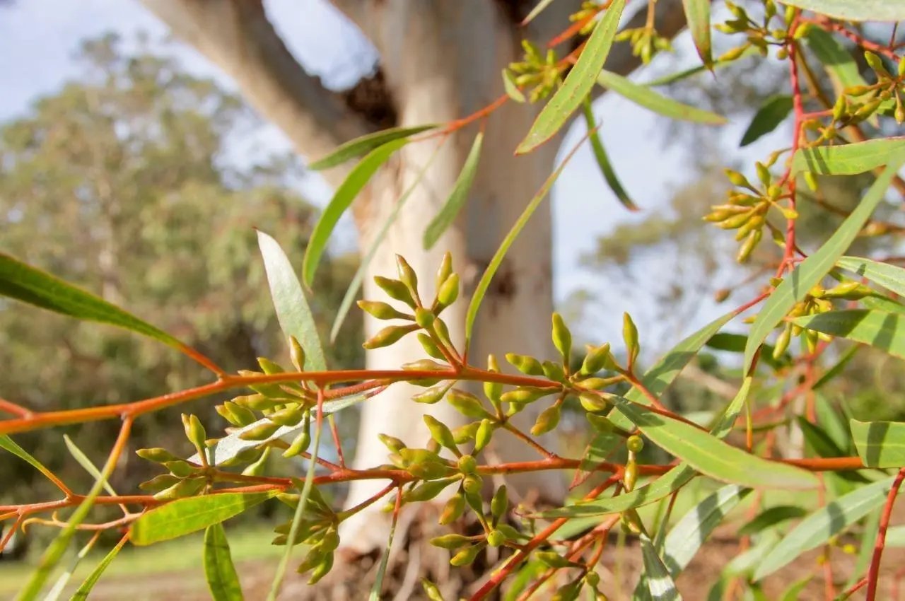 Woodline Mallee (Eucalyptus Cylindrocarpa) 50 Seeds