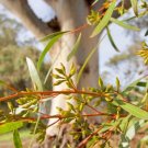 Woodline Mallee (Eucalyptus Cylindrocarpa) 50 Seeds