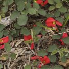 Running Postman (Kennedia Prostrata ) 20 Fresh Seeds