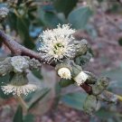 Mount Abrupt Stringybark ( Eucalyptus Verrucata) 50 Seeds
