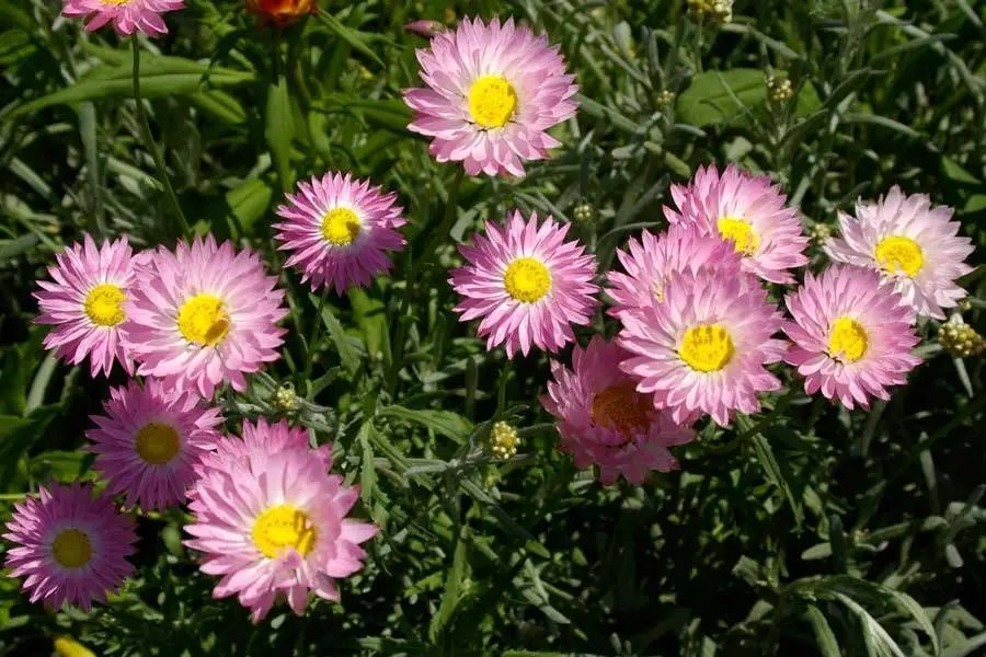 Pink & White Everlasting Daisy (Rhodanthe Chlorocephala) 50 Seeds
