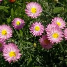 Pink & White Everlasting Daisy (Rhodanthe Chlorocephala) 50 Seeds