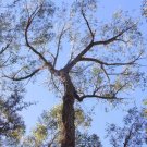 Thin-Leaved Stringybark (Eucalyptus Eugenoides) 50 Seeds