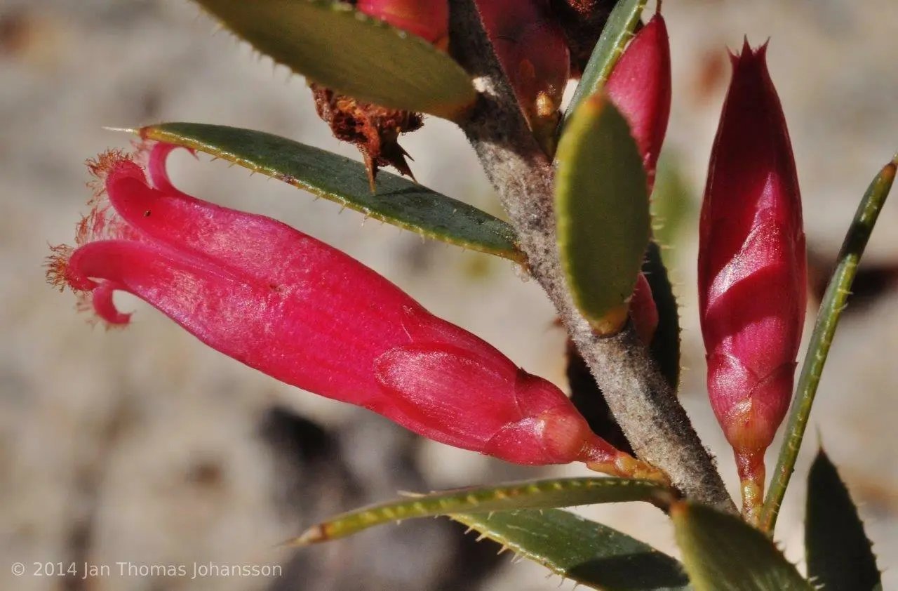 Kondrung (Astroloma Serratifolium)15 Seeds
