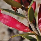 Kondrung (Astroloma Serratifolium)15 Seeds