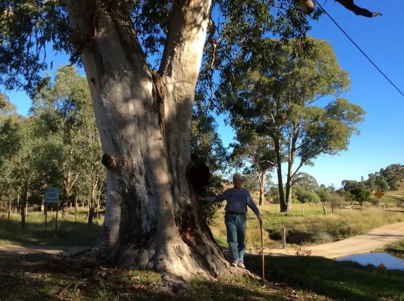 Grey Gum Large Fruited ( Eucalyptus Canaliculata) 50 Seeds