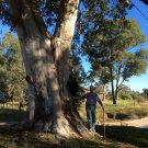 Grey Gum Large Fruited ( Eucalyptus Canaliculata) 50 Seeds
