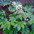 False Aralia (Fatsia Japonica)10 Seeds