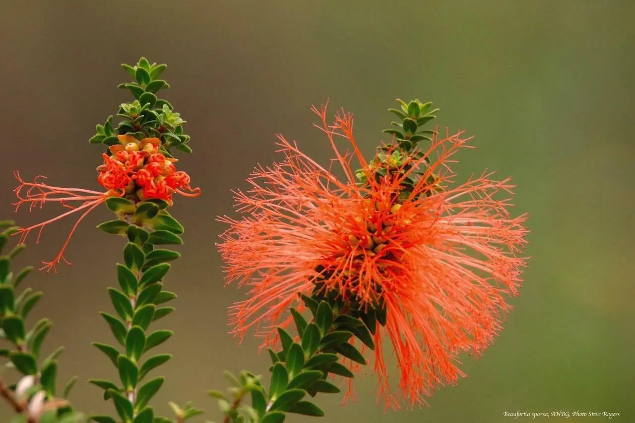 Swamp Flameflower (Beaufortia Sparsa) 40 Seeds