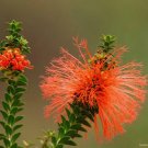 Swamp Flameflower (Beaufortia Sparsa) 40 Seeds