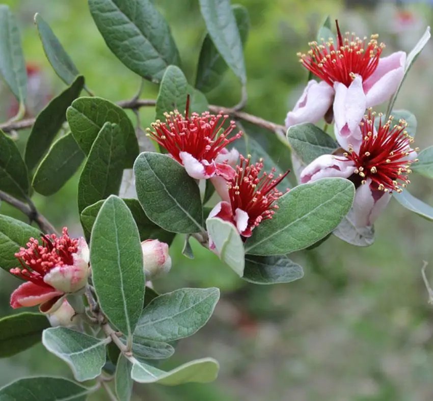 Pineapple Guava (Feijoa Sellowiana) 10 Fresh Seeds