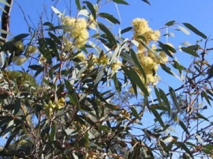 Brooker Gum (Eucalyptus Myriadena) 50 Seeds