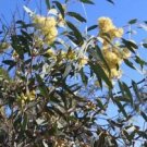 Brooker Gum (Eucalyptus Myriadena) 50 Seeds