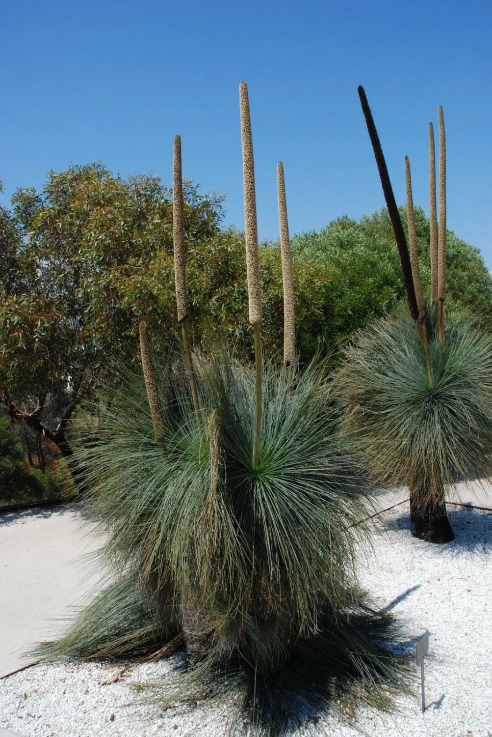 Slender Blackboy (Xanthorrhoea Gracilis) 20 Seeds
