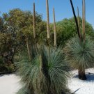 Slender Blackboy (Xanthorrhoea Gracilis) 20 Seeds
