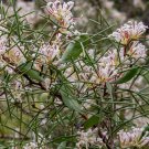 Two Leaved Hakea (Hakea Trifurcata ) 5 Seeds