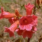 White Kurrajong (Brachychiton Discolor )10 Seed