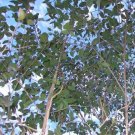 Privet-Leaved Stringybark (Eucalyptus Ligustrina) 50 Seeds