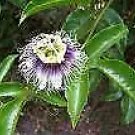 Purple/Black Passionfruit (Passiflora Edulis) 10 Seeds