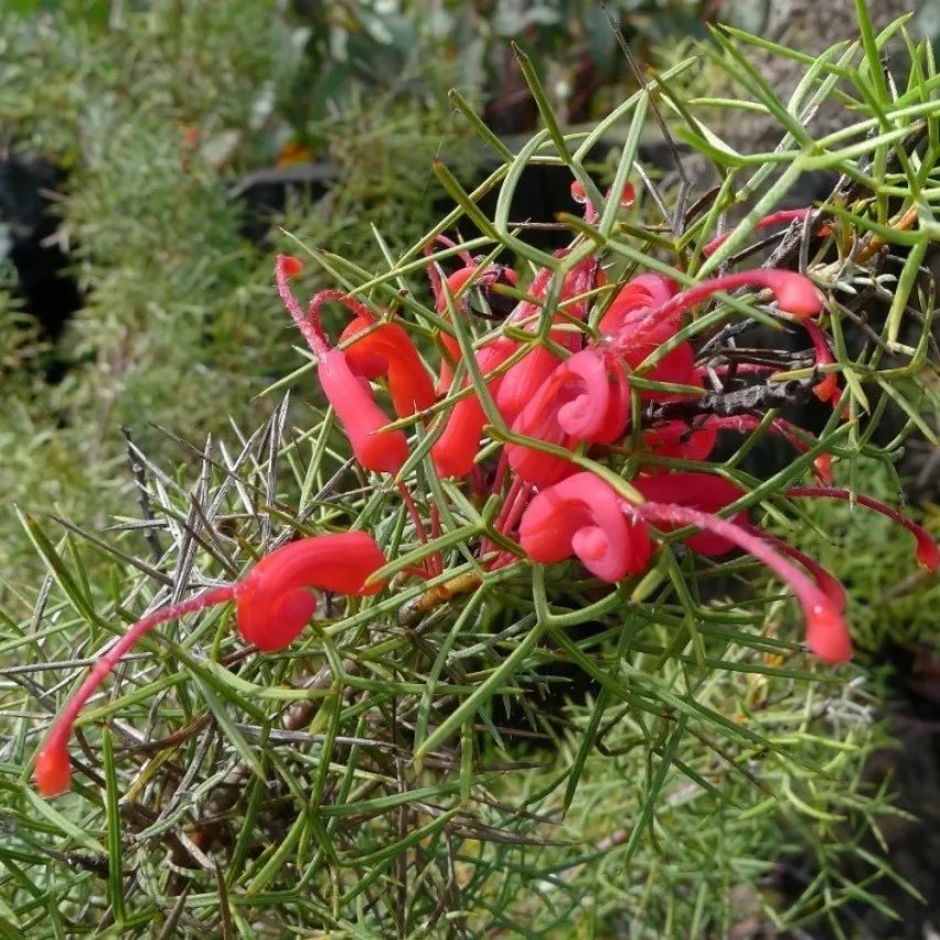 Wilson Grevillea (Grevillea Wilsonii) 10 Seeds