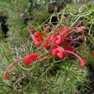 Wilson Grevillea (Grevillea Wilsonii) 10 Seeds