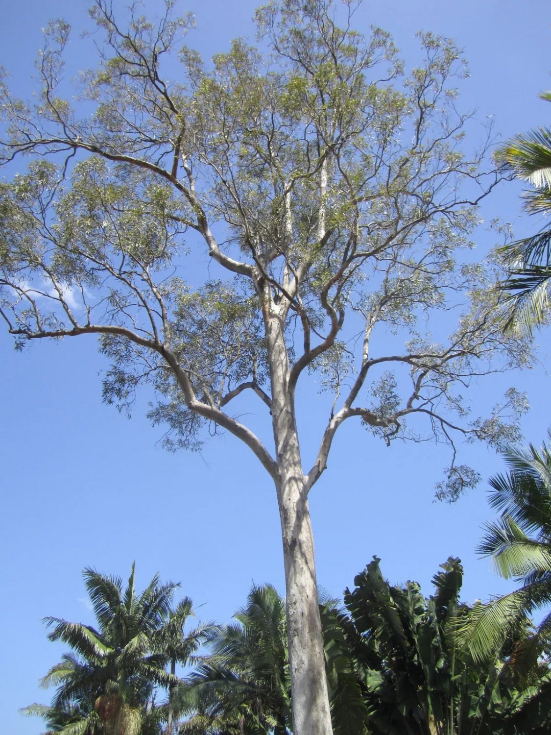 Silver Mallett ( Eucalyptus Argyphea ) 50Seeds