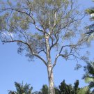 Silver Mallett ( Eucalyptus Argyphea ) 50Seeds
