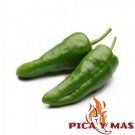 Padron Peppers Seeds 30 Authentic Non-Hybrid Units