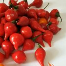 20 Sweety Drops Biquinho Red Red Seeds Pepper Seeds Tear