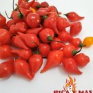 20 Biquinho Red Red Seeds Seeds Sweety Drops Pepper Tear Peppers