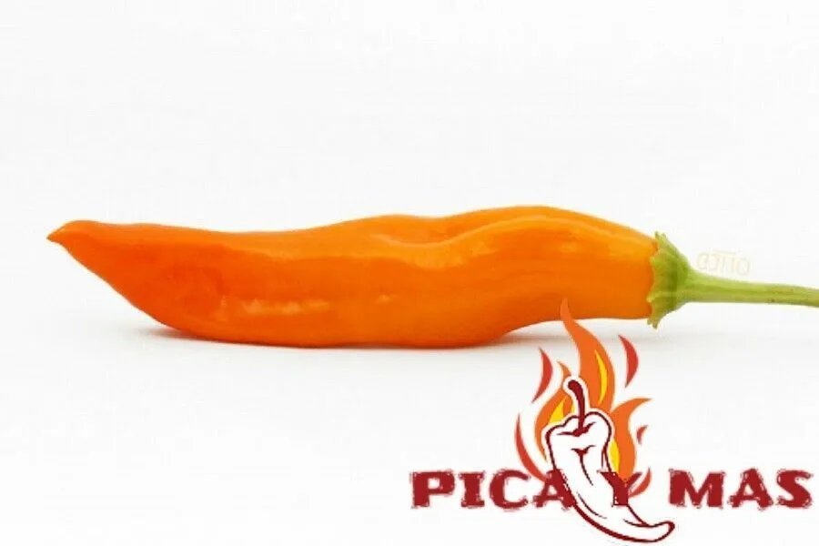 30 Chile Aji Yellow Peru Ceviche Seeds Seeds Spicy