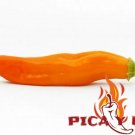 30 Chile Aji Yellow Peru Ceviche Seeds Seeds Spicy