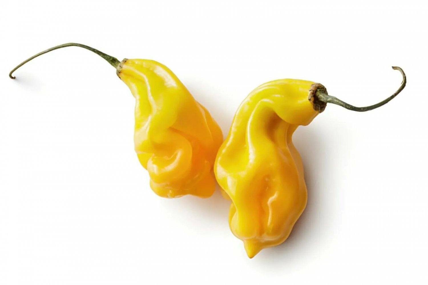 20 Madame Jeanette Habanero Chilli Seeds Seeds