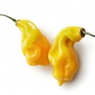 20 Madame Jeanette Habanero Chilli Seeds Seeds