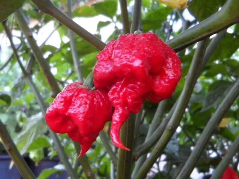 20 Carolina Reaper Hp22B Chilli Seeds Seeds