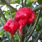 20 Carolina Reaper Hp22B Chilli Seeds Seeds