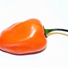 30 Seeds Of Habanero Orange Devil Seed Chile Orange Diablo