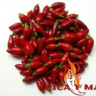 30 Chile Pinguita De Mono Peru Chilli Seeds Seeds Ceviche Pipi De Mono