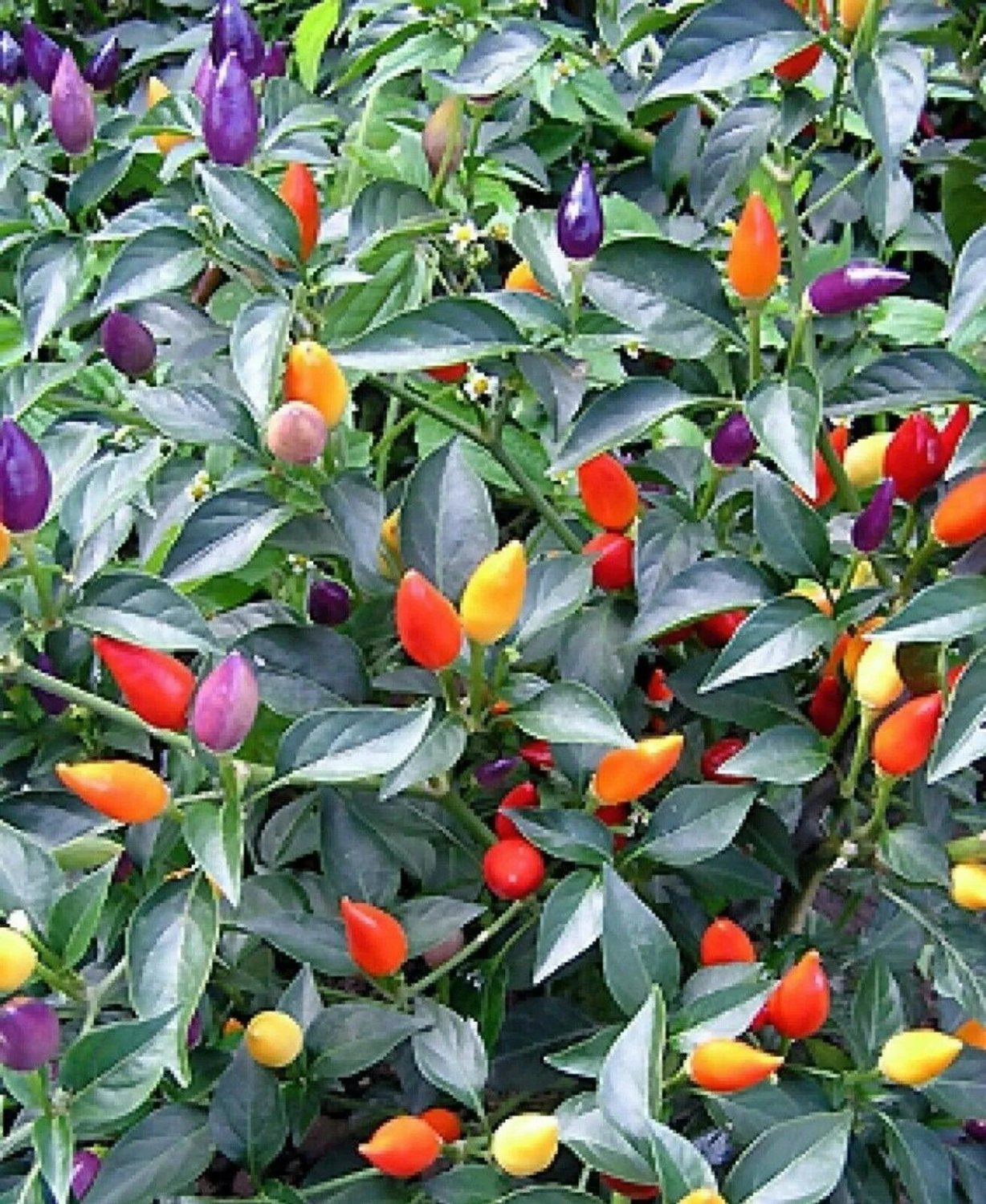 Bolivian Rainbow Pepper Hot 30 Seeds Ornamental Chili Seeds Chilli