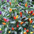 Bolivian Rainbow Pepper Hot 30 Seeds Ornamental Chili Seeds Chilli