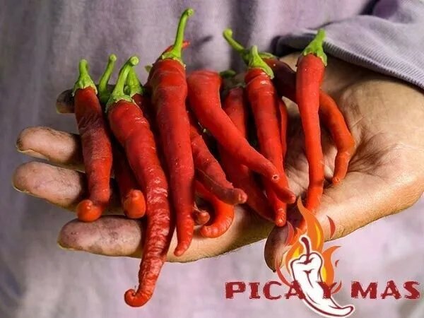 30 Pepper De La Vera Spicy Seeds Chile Seed