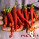 30 Pepper De La Vera Spicy Seeds Chile Seed