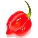Habanero Rojo Savina 30 Seeds Chili Chili Pepper Very Hot Pepper