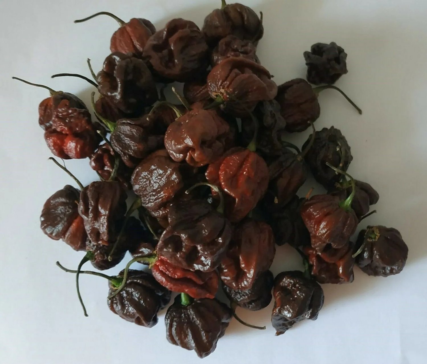 20 Carolina Reaper Chocolate Chilli Seeds Seeds