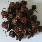 20 Carolina Reaper Chocolate Chilli Seeds Seeds