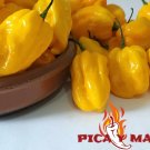 Yellow Habanero 30 Seeds Chili Chili Pepper Very Hot Pepper