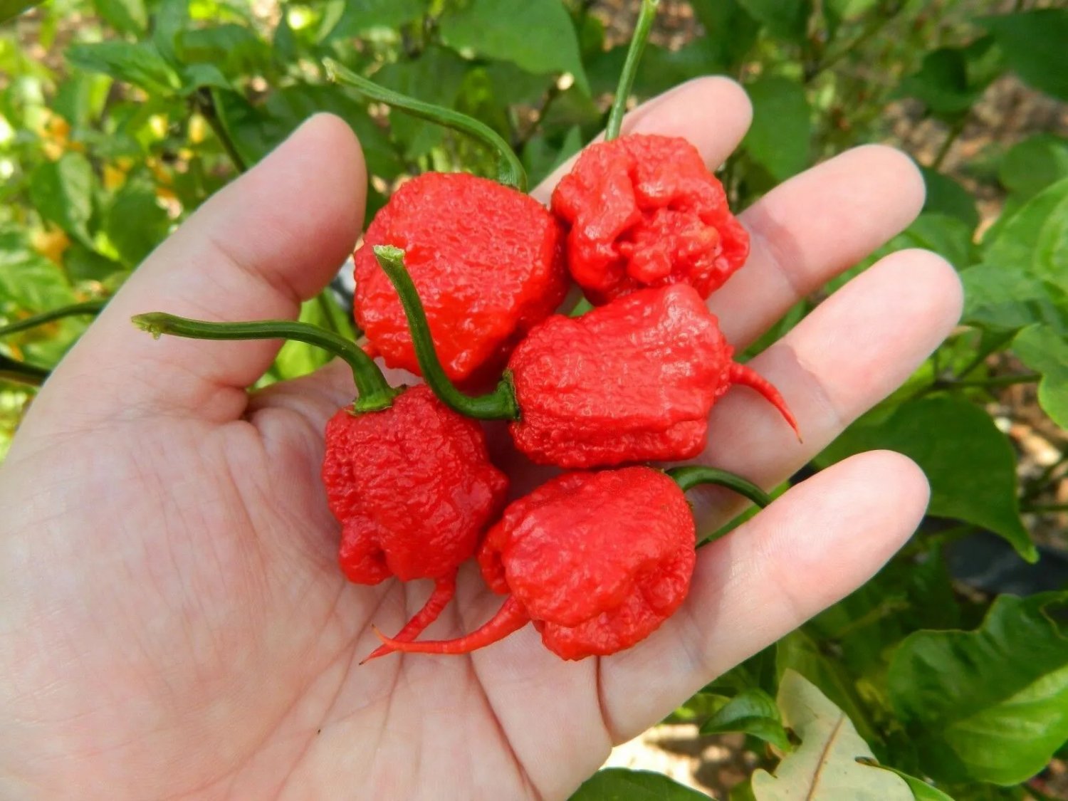 Carolina Reaper Hp22B Chilli Seeds 20 Seeds