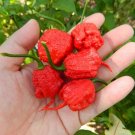 Carolina Reaper Hp22B Chilli Seeds 20 Seeds